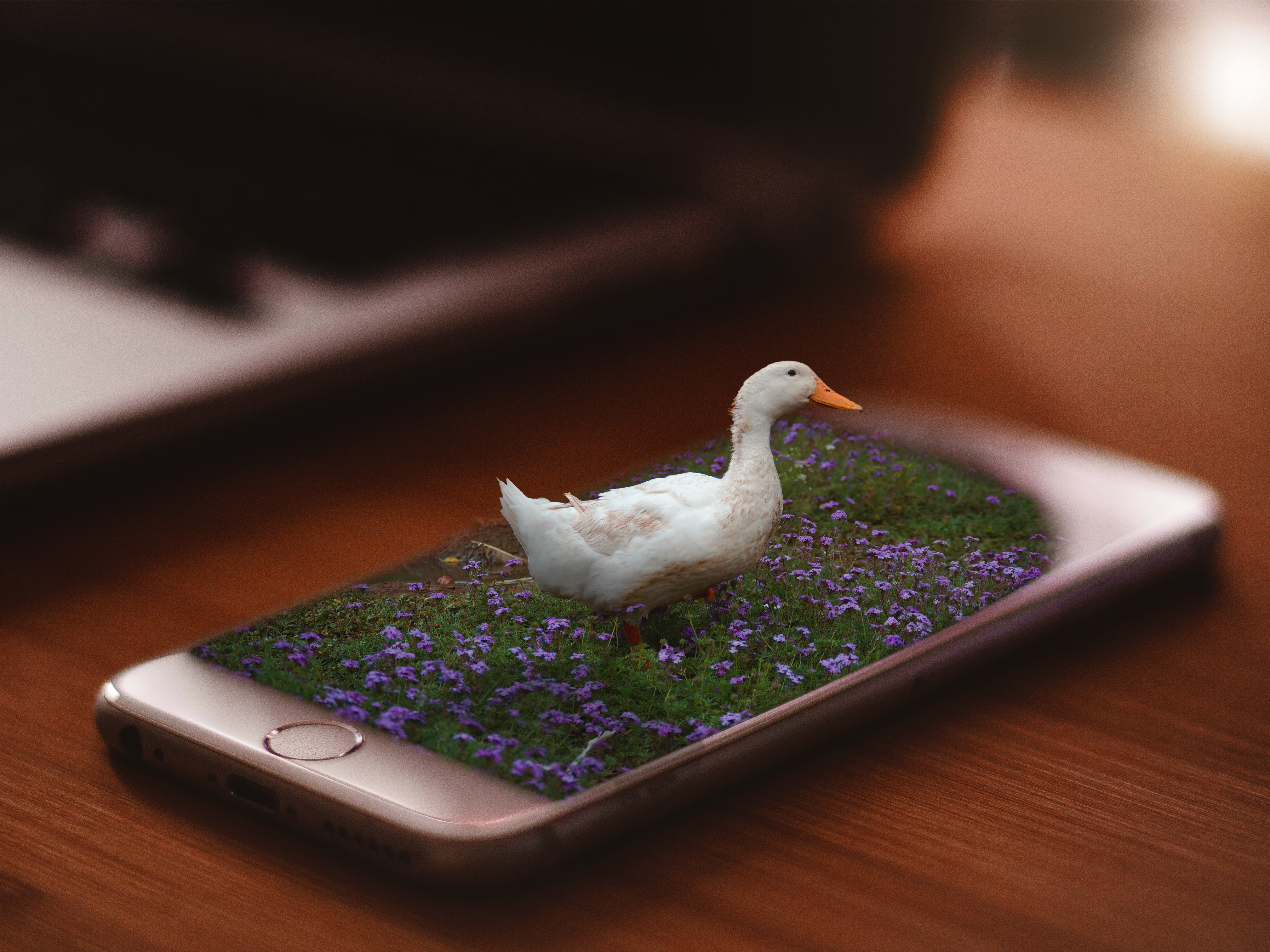 Duck on Phone